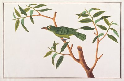 Greater Green Leafbird, from Drawings of Birds from Malacca, c.1805-18 by Chinese School